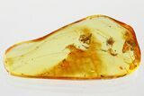 Detailed Fossil Bristletail & Partial Spider In Baltic Amber #372566-1